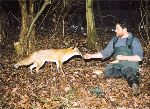 fox.jpg