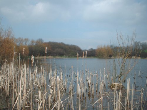 gpwildlifepond.jpg (39954 bytes)